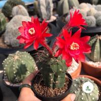 ราคา A Little cactus| มาตู กระบองเพชร แคคตัส (17105454726)
