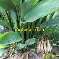 ราคา ต้นพันธุ์สาคูขาว (สาคูไทย) 15 ต้น (7135769110)