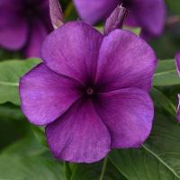 ราคา 50 เมล็ด แพงพวยฝรั่ง แพงพวย พังพวย แพงพวยบก ผักปอดบก นมอิน Vinca สายพันธุ์ Blueberry (26894631191)