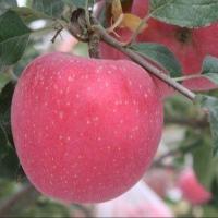 ราคา 20 เมล็ด แอปเปิ้ล สายพันธุ์ ฟูจิ Fuji กรอบและหวานโดดเด่น Apple Seeds (48109332055)