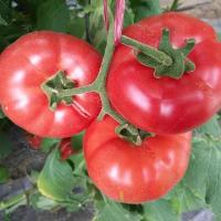 ราคา เมล็ดพันธุ์ มะเขือเทศ มะเขือเทศยักษ์ 300 เมล็ด Large tomato seeds Vegetable เมล็ดมะเขือเทศ เมล็ดพันธุ์ผัก (43126812922)