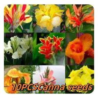 ราคา 10 เมล็ด พุทธรักษาแคระ Mixcolor Canna Seeds Canna Indica Flower Seeds บอนสี เมล็ดพันธุ์ เมล็ดดอกไม้ บอนสี พันธุ์ไม้หายาก (49503549725)
