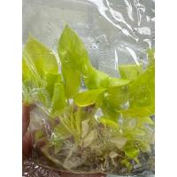 ราคา ☘️ฟิโลเดนดรอนใบมะละกอสีทอง☘️philodendron selloum sp☘️ (11332194443)
