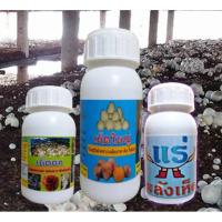 ราคา ชุดบำรุงเห็ดฟาง "ฮอร์โมนเห็ดดก+เห็ดใหญ่ขวดใหญ่+แร่พลังเห็ด" ดอกดกใหญ่ ออกยาวไม่ยุบไม่แย้ม (10729261423)