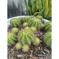 ราคา ดาวล้อมเดือน echinopsis calochlora ต้นกระบองเพชร แคคตัส cactus สีเลมอน mythical plants (26469380647)