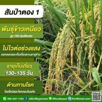 ราคา เมล็ดพันธุ์​ข้าว​ ข้าวเหนียว สันป่าตอง 1 นาปี นาปรัง ไม่ไวแสง ทนโรค ใบไหม้ ใบแห้ง 20 กก. คูลเกษตร KR22 (22926373917)