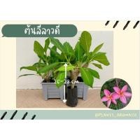 ราคา ต้นลีลาวดี 1 ต้น (มีราก) พร้อมปลูก พร้อมส่ง‼️ (23973848778)