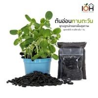 ราคา IOH ต้นอ่อนทานตะวัน ชุดปลูกผักงอกเพื่อสุขภาพ ขนาดทดลอง ครบชุดพร้อมปลูก (พร้อมส่ง) (2467098115)