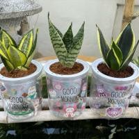 ราคา ชุดลิ้นมังกร 3 ต้น เน้นฟอกอากาศ ดูดซับสารพิษ คายออกซิเจน (ลิ้นมังกรทอง ลิ้นมังกรเงิน ลิ้นมังกรหยก) (41451212647)