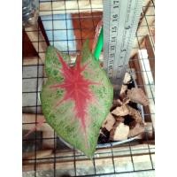 ราคา (ขายต้น)บอนสีเงาะถอดรูป ราชินีใบไม้ (11467528491)
