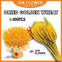 ราคา [RM10.90/PKT] +-100PCS ข้าวสาลีแห้งสีทองจริง/ดอกไม้ข้าวสาลีแห้ง/ชุดข้าวสาลีตกแต่ง 黄金大麦干 (43179453303)