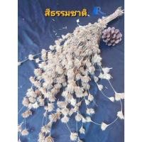 ราคา Rarinดอกไผ่ห้วยลึกดอกไผ่ (สีธรรมชาติ) ดอกไม้เมืองหนาว สำหรับตกแต่บ้าน ร้าน งานแต่ง (12949887733)