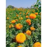 ราคา ดอกดาวเรืองสด(สีส้ม และ สีเหลืองดอกคูณ) ไซร้เล็ก 100ดอก (16897466203)