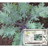 ราคา เมล็ดพันธุ์ เคลรัสเซียสีแดง 100 เมล็ด - Red Russian Kale เมล็ดนำเข้าแท้ 100% ปลูกง่าย คุณค่าทางอาหารสูง (7832575442)