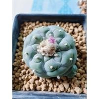 ราคา Lophophora fricii โลโฟโฟร่า ฟริซิอาย ไม้เมล็ด สายพันธุ์เต้าเด้งสวย (25511232107)