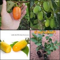 ราคา (1ต้น)(vาย ต้นพันธุ์) ต้น ลูกพลับญี่ปุ่น พันธุ์ ไซโจ さいじょう Saijo Persimmon ลูกพลับ ต้นลูกพลับ ต้นพลับ พลับ ไร่อิงดาว (15943976297)
