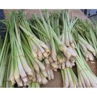 ราคา ตะไคร้แกงสดจากสวนตัดใหม่ทุกวันน้ำหนัก100กรัมราคา29บาท (24314468376)