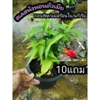 ราคา ต้นสเลสพังพอนตัวเมีย พญายอ แก้พิษ แก้เริม รักษาแผลในปาก สมุนไพรไทย โบราณ ยา รัดษา ป้องกัน บำรุง สวน อภัยภูเบศน์ ตำรับไทย (19553591513)