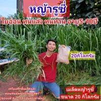 ราคา #เมล็ดหญ้ารูซี่20 กิโลกรัม #เมล็ดหญ้ารูซี่ พร้อมปลูกเดือน ม.ค.ปี69 #หญ้ารูซี่ #RuziGrass#เกรียงศักดิ์เมล็ดพันธุ์หญ้า (56454003510)