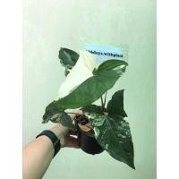 ราคา เงินไหลมาด่างขาว ต้นเงินไหลมาด่างขาว เงินไหลมา syngonium ด่างขาว (8815985388)