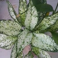 ราคา ต้นแก้วกาญจนาพันธุ์ อัญมณีขาว เพชรน้ำหนึ่ง อโกลนีมา Aglaonema 3นิ้ว (8813762311)