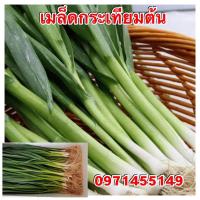 ราคา เมล็ดพันธ์กระเทียมต้น (7299383676)