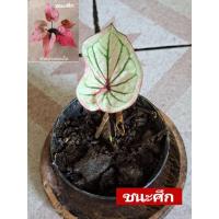 ราคา ✅"บอนสี ชนะศึก ดินภูเขาไฟบุรีรัมย์" บอนสีราชินีแห่งไม้ใบ ส่งพร้อมกระถางพลาสติก4" (8593367306)