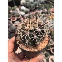ราคา เมโลหนามตะกร้อ Melocactus กระบองเพชร แคคตัส (15871859597)