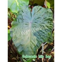 ราคา ไฮโลเบย์ Colocasia hilo bay (17301260005)