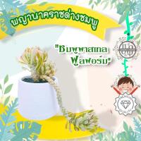 ราคา ต้นไม้ประดับ ต้นไม้มงคล ต้นไม้ฟอกอากาศ พญานาคราชด่างชมพูพาสเทล Best Value! (44607819236)