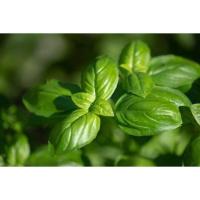 ราคา โหระพาอิตาเลี่ยนเบซิลใบใหญ่ Italian Basil เมล็ดพันธุ์ 40-100 เมล็ด (29223110180)