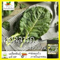 ราคา เมล็ดพันธุ์ คอลลาร์ด แชมป์เปี้ยน (ปูเล่ฝรั่ง) 300 เมล็ด Champion Collard seed เมล็ดพันธุ์แท้ นำเข้าจากต่างประเทศ ปลูกผัก (3290526662)