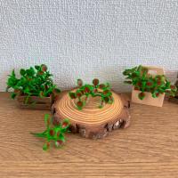 ราคา ต้นฤาษีผสม ต้นฤาษีผสมจิ๋ว ต้นฤาษีผสมดินปั้นจิ๋ว #ของจิ๋ว #miniature (40002937172)