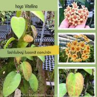 ราคา Hoya vitellina โฮย่าสะสม ใบหนาใหญ่ ดอกสีครีมมงกุฎส้ม ไม้แขวนประดับ ดอกไม้ ส่งต้นติดดอก (27951489291)