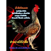 ราคา ไข่ไก่ชนพม่าสายเยียร์/ไข่เชื้อไก่ชนสำหรับเอาไปฟักเอง (25169639008)
