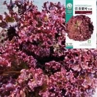 ราคา เมล็ดผักกาดหอมใบสีม่วงเมล็ดผักกาดหอมสีแดงบานเย็นโรมันสี่ฤดูกาลผักระเบียงกระถางพืชพระสวน (46308136830)