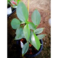 ราคา ต้นดาบเงิน philodendron silver sword ดาบเงิน ฟิโลเดนดรอนดาบเงิน philodendron hastatum ไม้ฟอกอากาศ (10256940001)