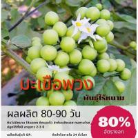 ราคา เมล็ดพันธ์ุ มะเขือพวง ไร้หนาม 150 เมล็ด มะเขือพวง (ซื้อ 10 แถม 1 คละอย่างได้) (8908729229)