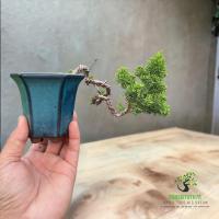 ราคา สนญี่ปุ่นบอนไซสนชิมปากุ shimpaku itoigawa ปี จิ๋วๆน่ารักส่งพร้อมกระถาง ดินเผาญี่ปุ่น เหมาะสำหรับปลูกเลี้ยงเป็นงานอดิเรก (20048283696)