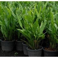 ราคา เฟิร์นฮาวาย ใบดก ส่งพร้อมกระถาง (ขั้นต่ำ 2 ต้น) (7442855777)