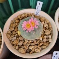ราคา LF3- Lophophora Fricii โลโฟโฟรา ฟริซิไอ(ไม้เมล็ด) ต้นกลมแป้น ขนฟู ผิวเคลือบแวกซ์สวยมากๆ (10174878124)