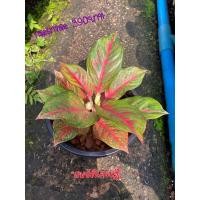 ราคา #สมบัติเศรษฐี #Aglaonema: #อโกลนีมา หรือ #แก้วกาญจนา (6863372246)
