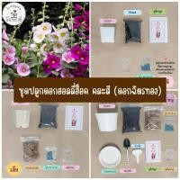 ราคา LXG : ชุดปลูกดอกฮอลลี่ฮ็อค หรือ ดอกฉัตรทอง คละสี (Hollyhock) ชุดพร้อมปลูกดอกฮอลลี่ฮ็อค ดอกฉัตรทองชุดปลูกดอกไม้ มี 3 ขนาด (18783231834)