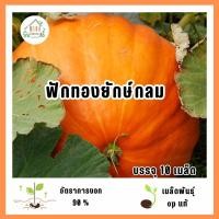 ราคา เมล็ดพันธุ์ฟักทองยักษ์ผลกลม 10 เมล็ด (47400291440)