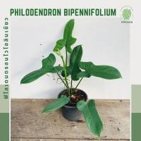 ราคา ฟิโลเดนดรอนไวโอลิน | ฟิโลไวโอลินเขียว | Philodendron Bipennifolium (24404642474)