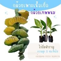 ราคา ต้นกล้วยเทพพนม กล้วยมงคล กล้วยแปลก กล้วยหายาก iราคาถูก สายพันธุ์แท้ รสชาติ หวาน หอม เป็นต้นเพาะเนื้อเยื่อ (20094575100)