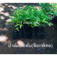 ราคา ปาล์มฟ็อกซ์เทล ปาล์มประดับ ความสูงราว 60-75 ซม. (23583243292)