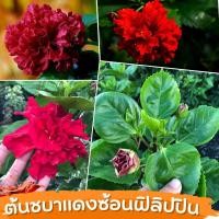 ราคา ชบาสีแดง ต้น ชบาซ้อนแดงฟิลิปปินส์ กิ่งชบาซ้อน ต้นชบาซ้อน แดง (17092578536)