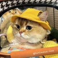 ราคา Cat Sun Hat German Denim Cow Drain Ear Sun Hat Pet Bucket Hat Puppy Headgear Cute (55059306360)