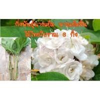 ราคา กิ่งพันธุ์นางแย้ม นางแย้มไทย ไม้ไทยโบราณ จัดเป็นไม้ดอกไม้ประดับที่นิยมปลูกเพื่อการชมดอก 6 กิ่ง (4453641810)